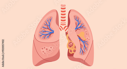 Human lungs anatomy with trachea and bronchi illustration.