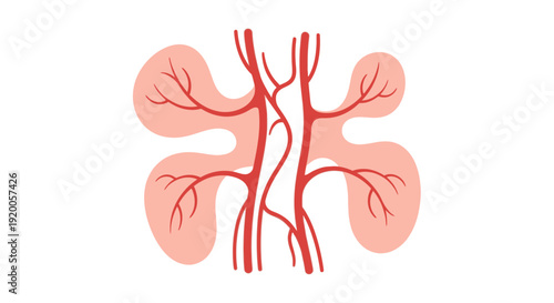 Human kidneys anatomy with renal arteries illustration.