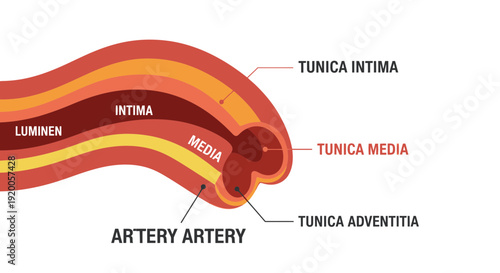 Detailed Cross Section of an Artery Showing Tunica Intima Media and Adventitia Layers.