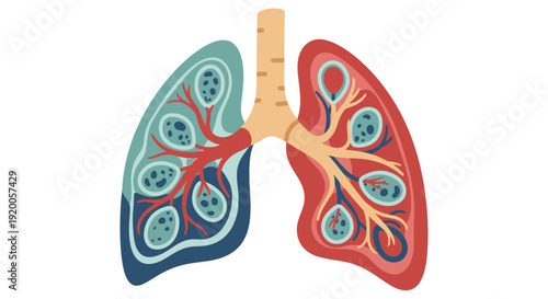 Anatomical Model of Human Lungs with Bronchi and Blood Vessels.
