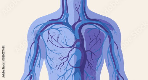 Human Circulatory System with Visible Heart and Blood Vessels.