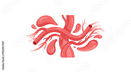 Human gallbladder and bile ducts anatomy illustration.