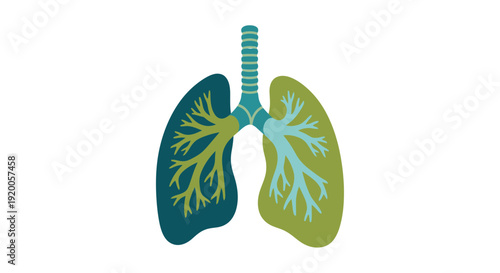 Human lungs illustration with trachea and bronchi.