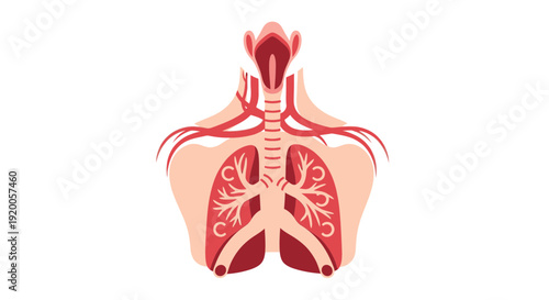 Human Respiratory System Anatomy Diagram.