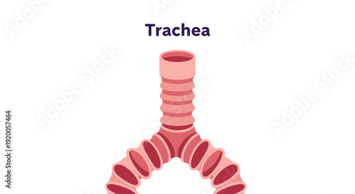 Human Trachea and Bronchi Anatomical Illustration.