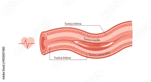Detailed anatomical diagram of a blood vessel layers.