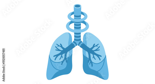 Human lungs and trachea anatomy illustration.