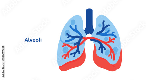 Human lungs anatomy with alveoli and bronchi illustration.