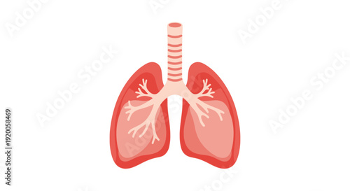 Human lungs anatomy illustration with trachea and bronchi.