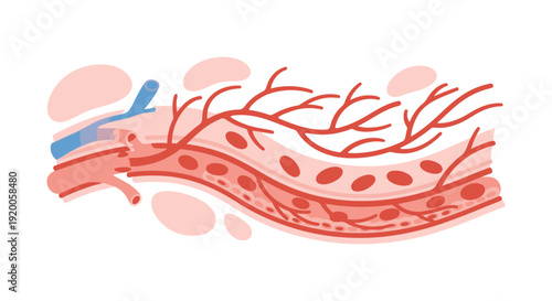 Detailed illustration of human blood vessels and circulation.