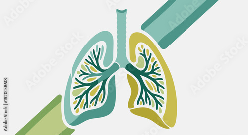 Human lungs anatomy illustration with trachea and bronchi.