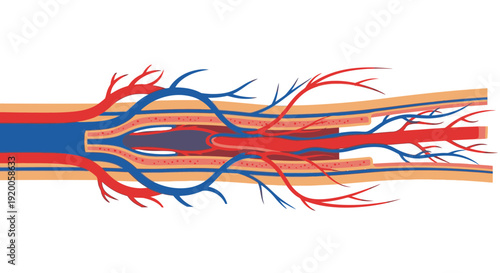 Detailed illustration of blood vessels and capillaries.