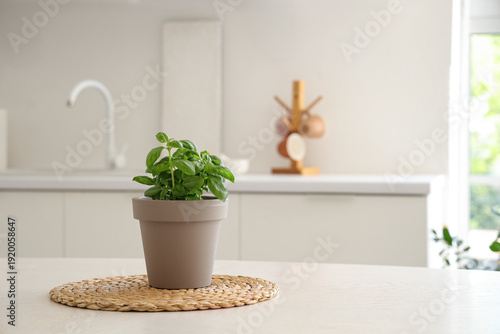 Fresh basil plant in pot on...