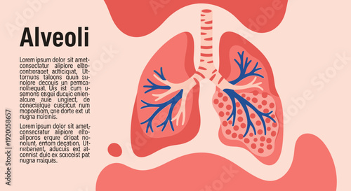 Human lungs anatomy with alveoli and bronchi illustration.
