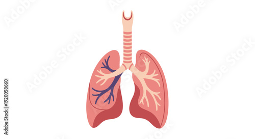 Human lungs anatomy illustration with trachea and bronchi.