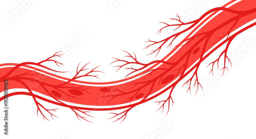 Detailed illustration of human blood vessels and arteries.