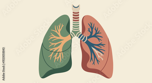 Human lungs anatomy illustration with colored bronchi.