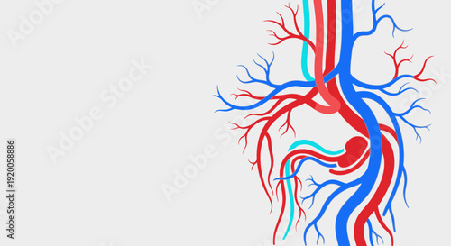 Human Circulatory System with Arteries and Veins.