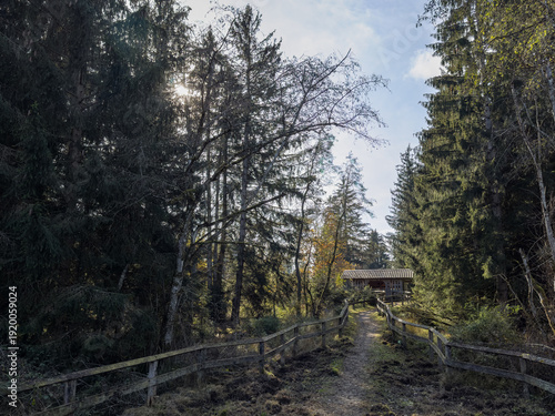 Forest path leading to wooden shelter in soft morning sunlight