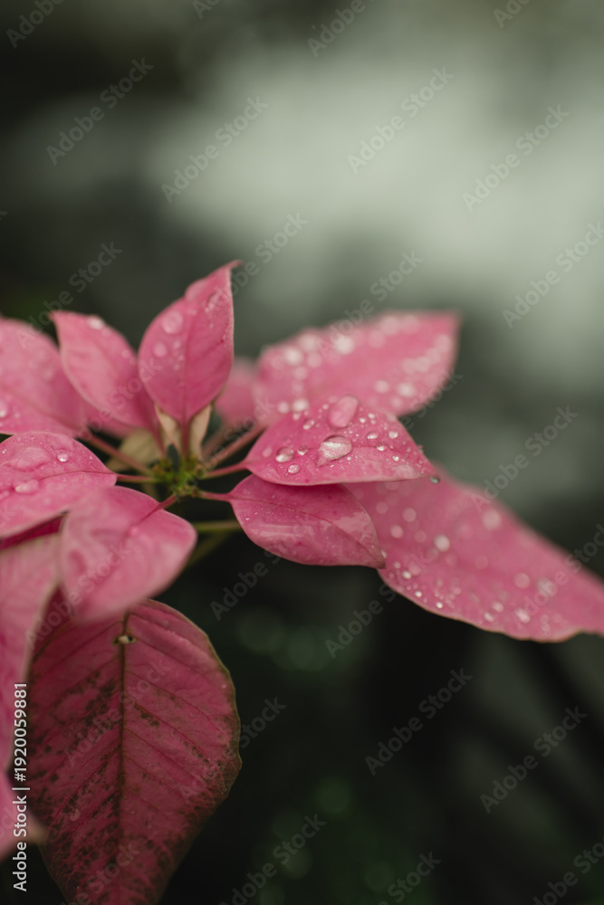 Obraz premium Calming pink poinsettia with gentle raindrops with copy space