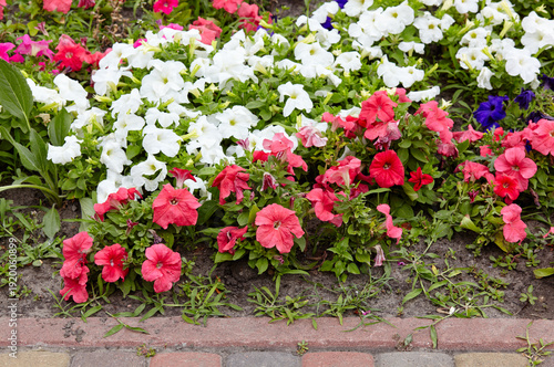 Wallpaper Mural Petunia, red and white Petunias in open ground. Lush blooming colorful common garden petunias in city park. Family name Solanaceae, Scientific name Petunia Torontodigital.ca
