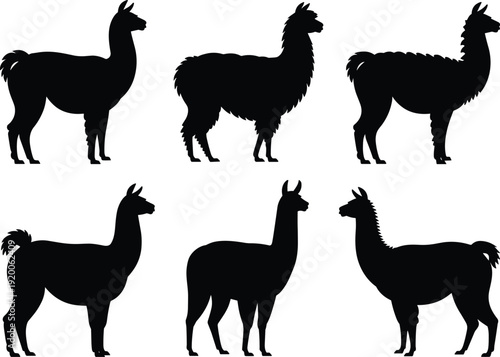 Hand drawn vector set of llama and alpaca animal silhouettes isolated on white background for South American wildlife nature graphics and farm livestock illustrations
