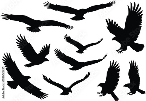 Set of majestic eagle, hawk, and falcon silhouettes in dynamic flying poses, black bird of prey collection isolated on white background for vector design projects.