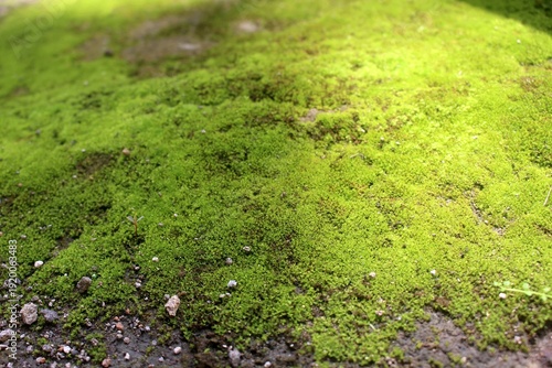 Green moss on the ground.
Moss grass texture.