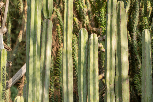 A view of the Mexican fence post cactus.