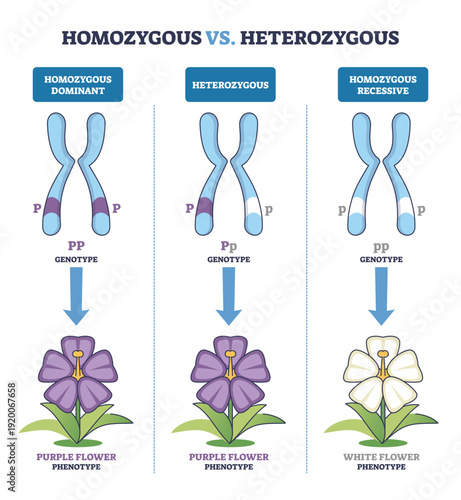 Homozygous vs Heterozygous, paired chromosomes with P-p alleles map dominant and recessive genotypes to purple or white flower phenotypes, key objects, chromosomes, alleles, flowers. Outline diagram