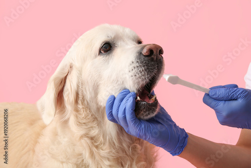 Foto Female hands in medical gloves brushing Labrador dog teeth on pink background