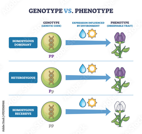 Genotype vs Phenotype brief diagram, DNA icons and arrows show how genes plus environment express flower color across dominant, heterozygous, recessive traits. Outline diagram