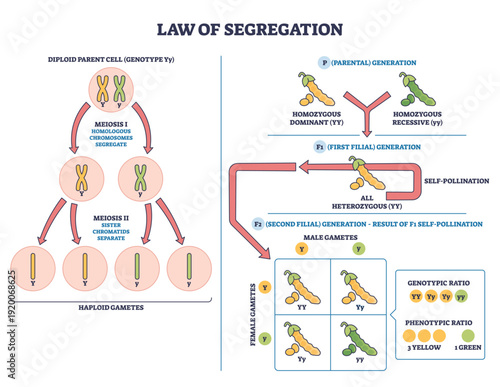 Genetic segregation law illustrates alleles separating in meiosis, chromosomes, pea plants, and a Punnett square predict F2 genotype and phenotype ratios. Outline diagram