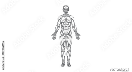 Human Anatomy Illustration: Muscular System Diagram