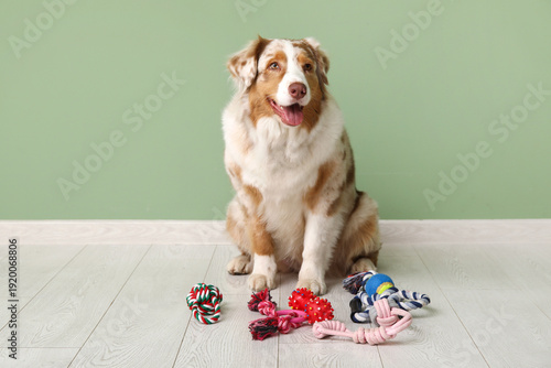 Cute fluffy Australian Shep...