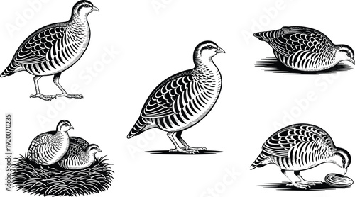 Partridge bird vector illustration set, vintage style sketch of wild game birds, partridge in nest and eating, poultry farm graphics.