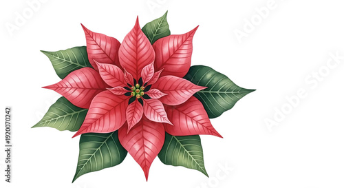 Vibrant Pink Poinsettia on Black Background