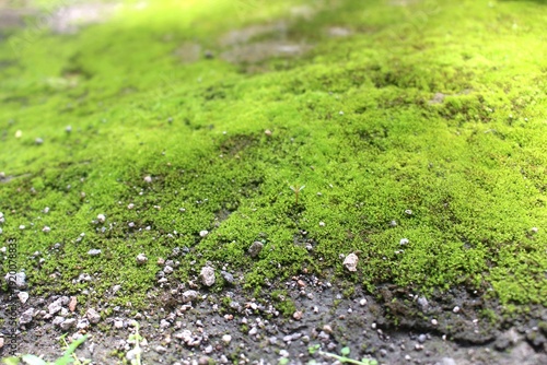 Moss grass texture.
Close up of green mossy stone texture.
Green moss on stone background.