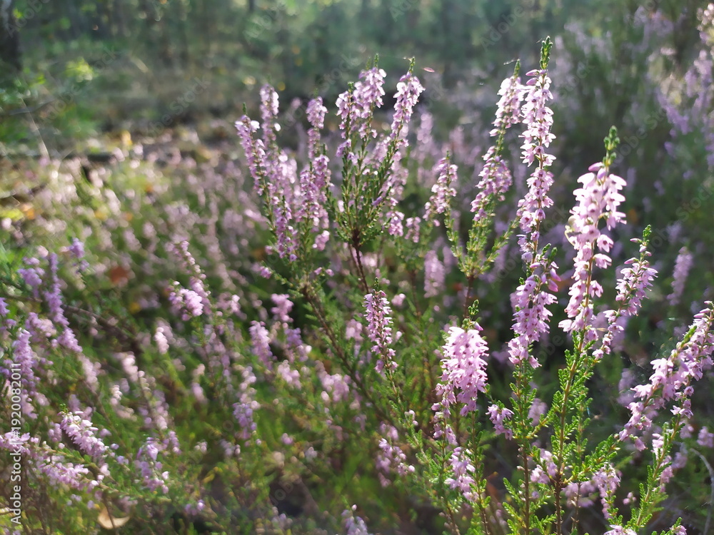Obraz premium Blooming purple heather plants in a forest. Wild flowers in sunlight
