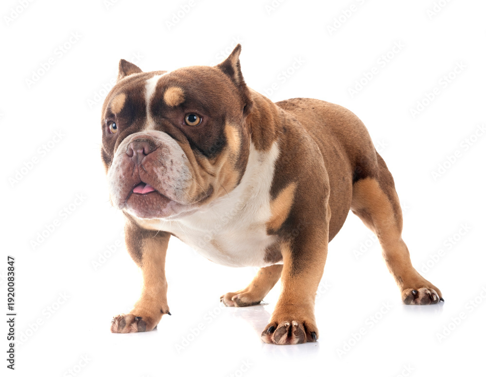 Obraz premium bully in studio