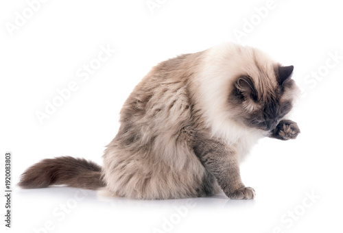 siberian cat in studio