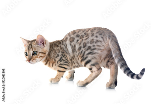 bengal kitten in studio