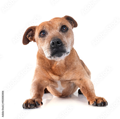 staffordshire bull terrier
