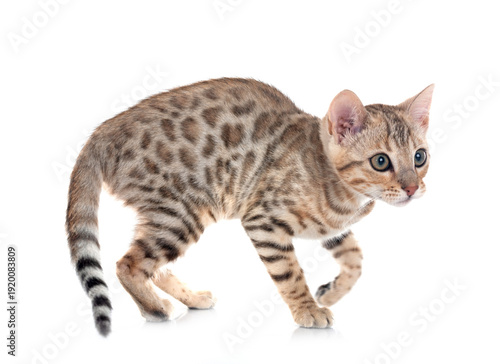 bengal kitten in studio