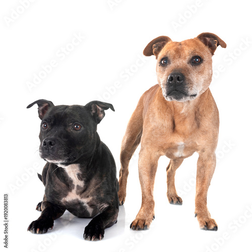 staffordshire bull terriers