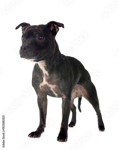 staffordshire bull terrier