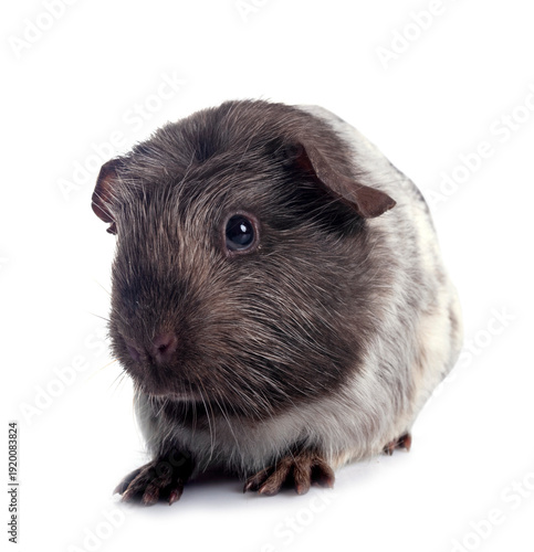 guinea pig in studio