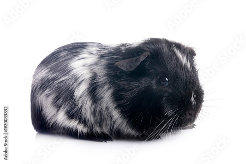 guinea pig in studio