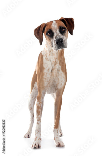 mixed-breed in studio