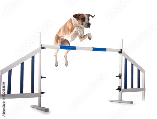 mixed-breed in studio